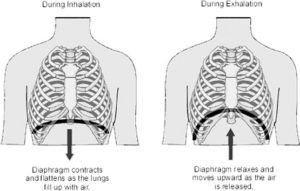 Deep Breathing Exercises for Intercostal Muscles | POWERbreathe