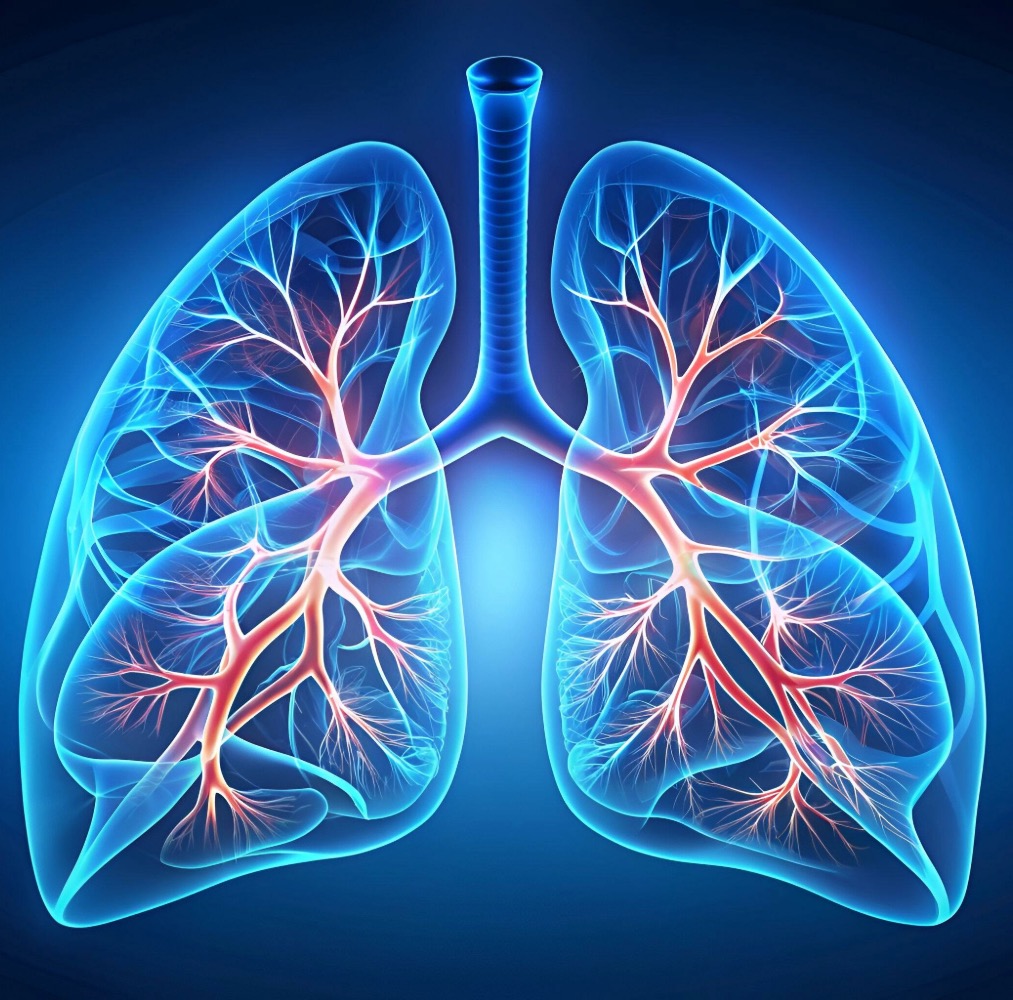 A pair of healthy lungs, help with better breathing